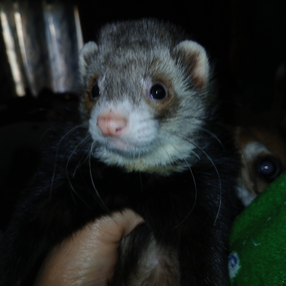 Meet The Rescues We Have - Picture 12 of 16